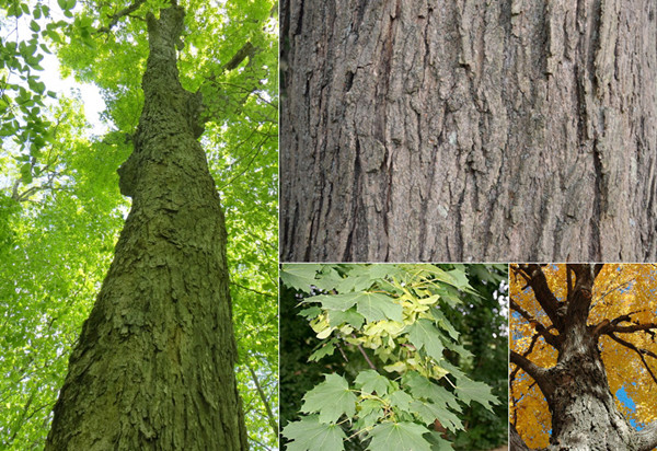 楓樹(shù) 楓樹(shù)