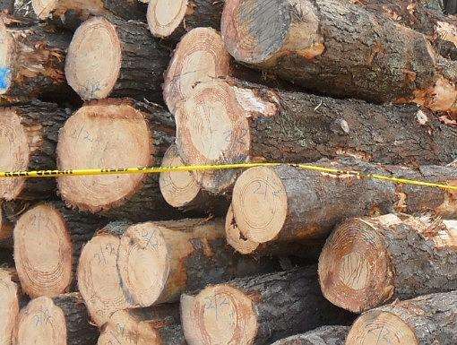 松木和松木家具的優缺點分析 松木和松木家具的優缺點分析